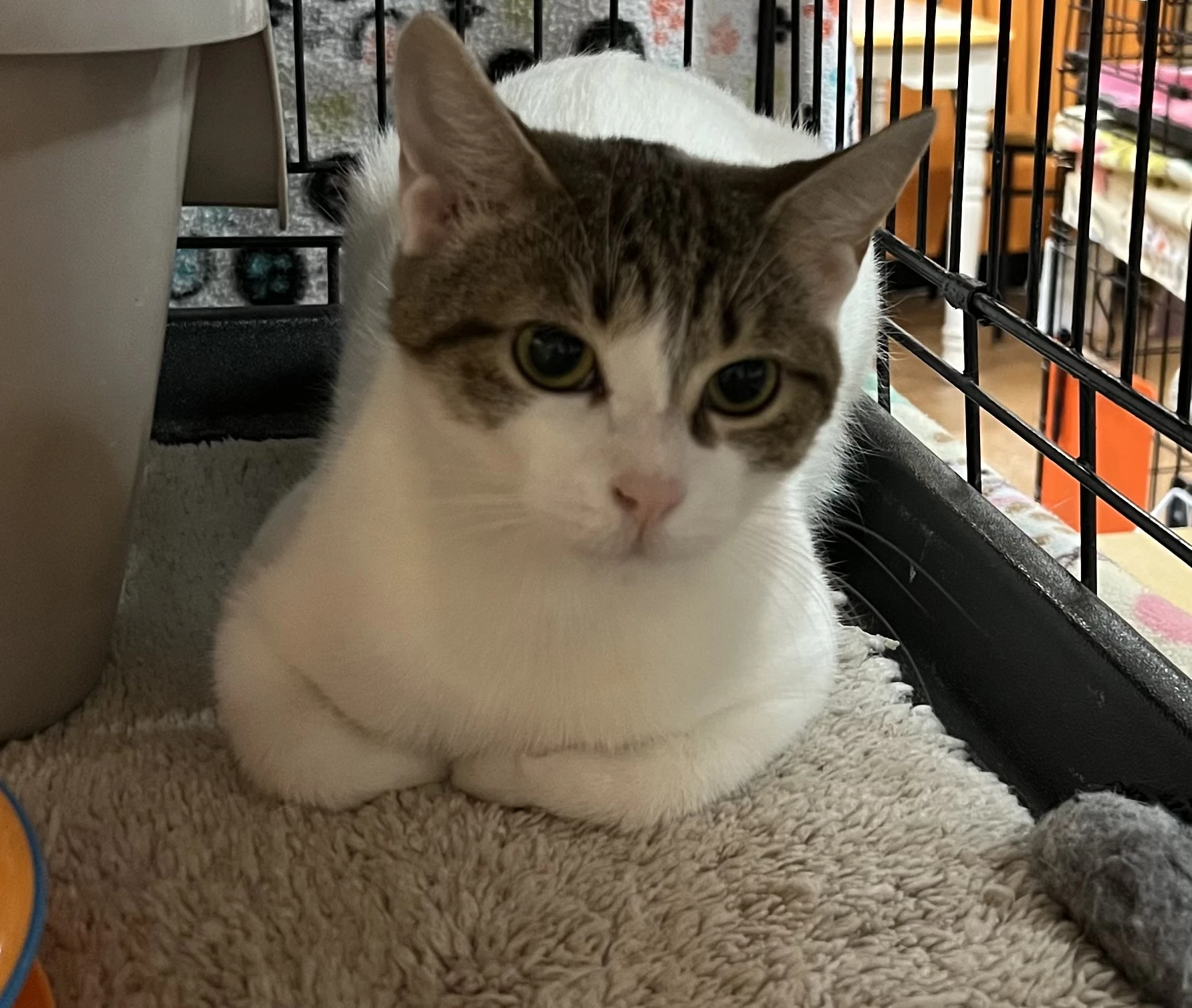 Chiffon