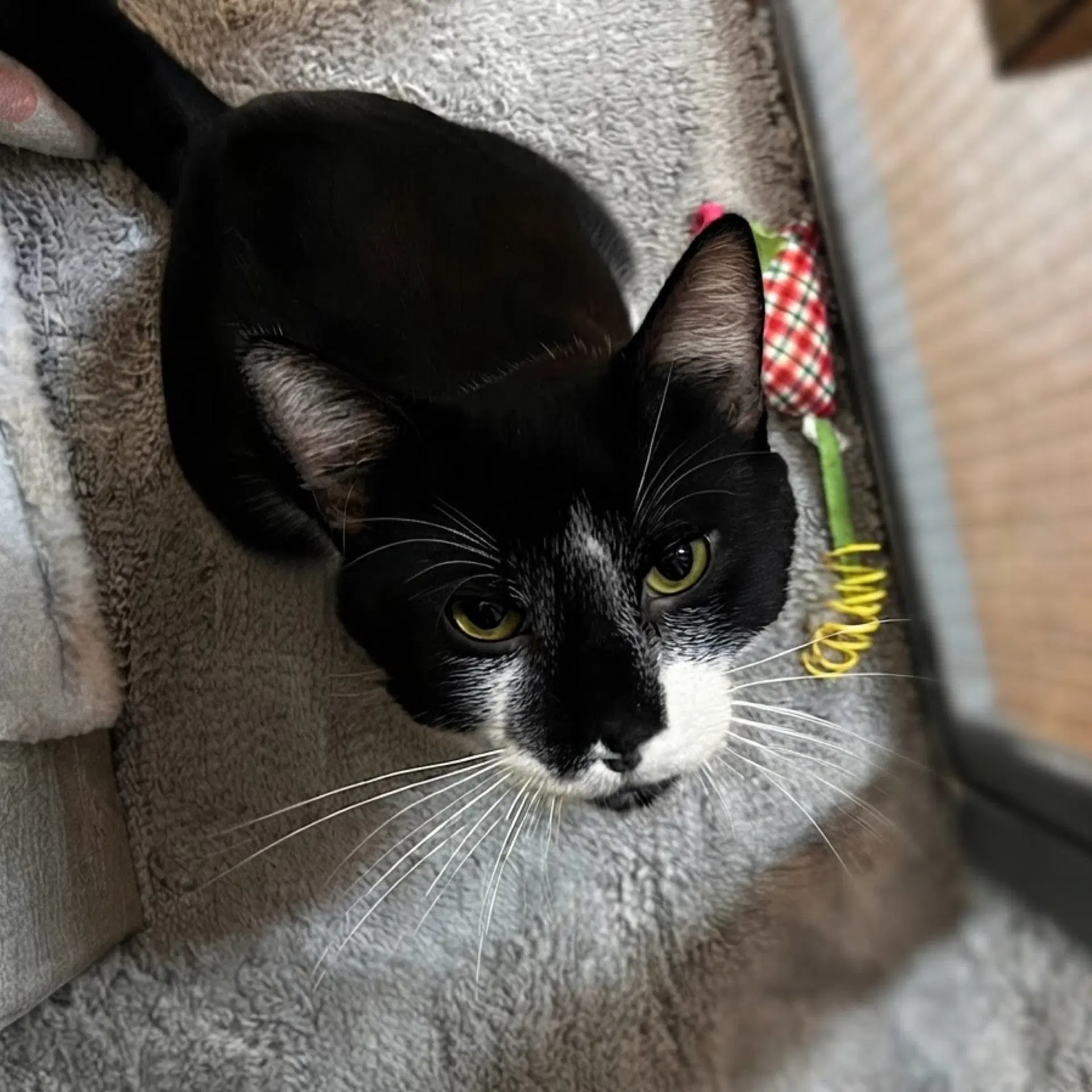 Victor - Domestic Short Hair