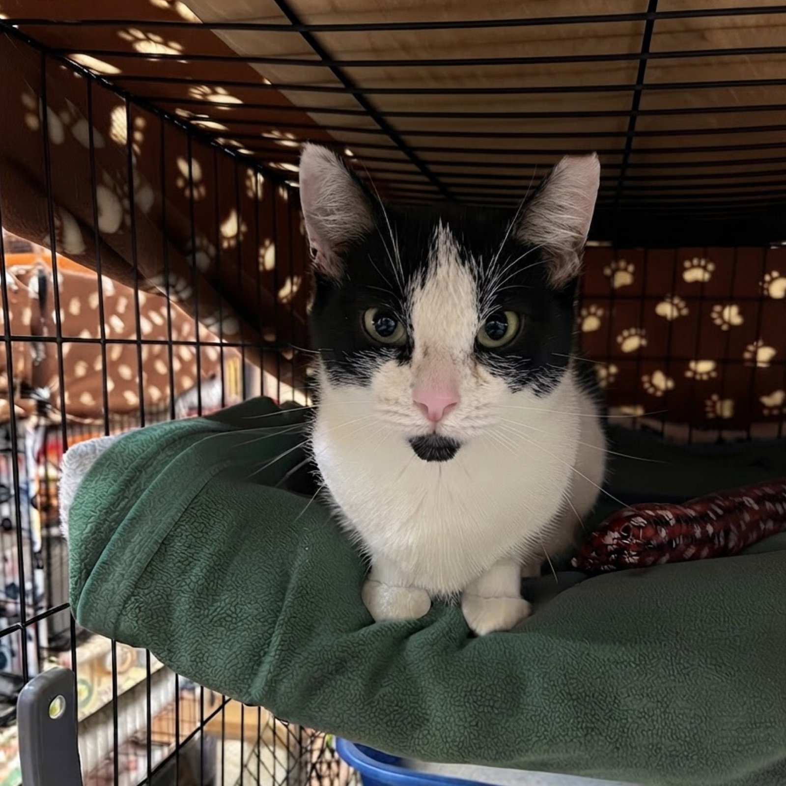 Dolly, Domestic Short Hair