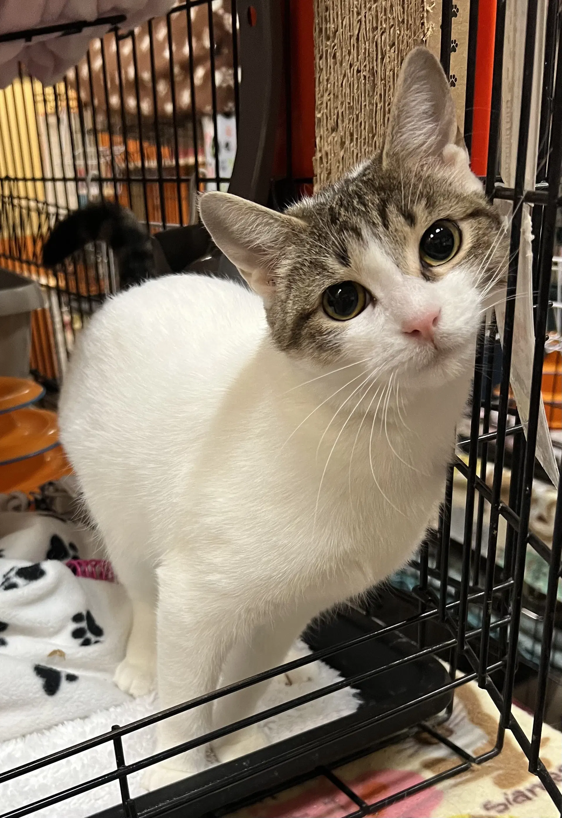 Chiffon - Domestic Short Hair