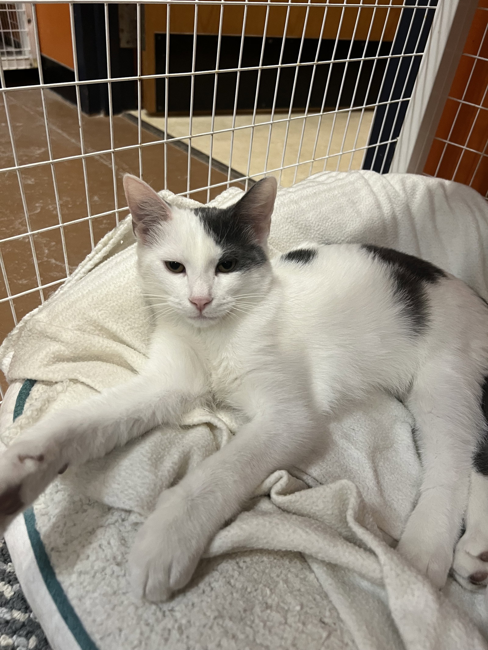 Farley, Domestic Short Hair
