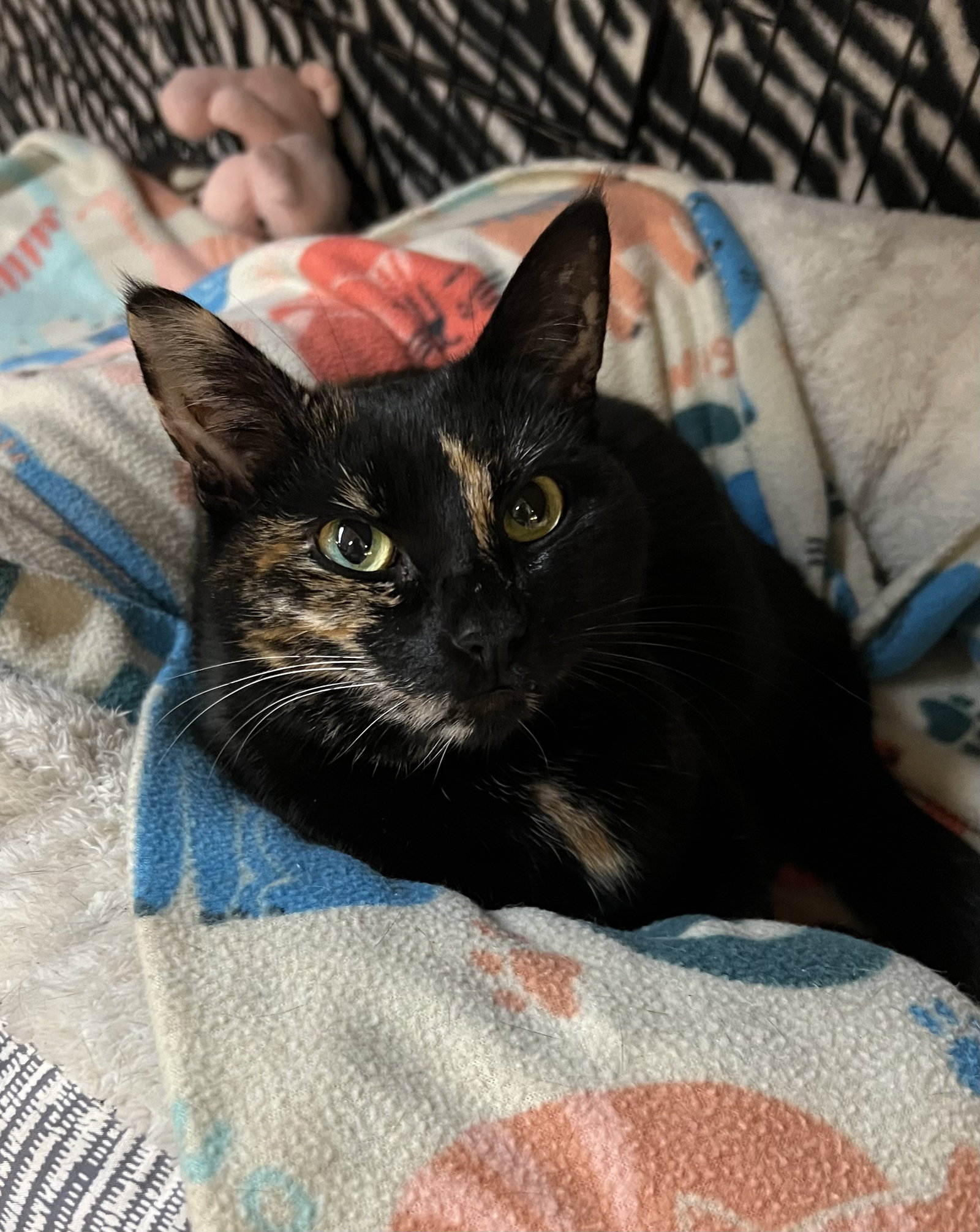 Honey, Domestic Short Hair