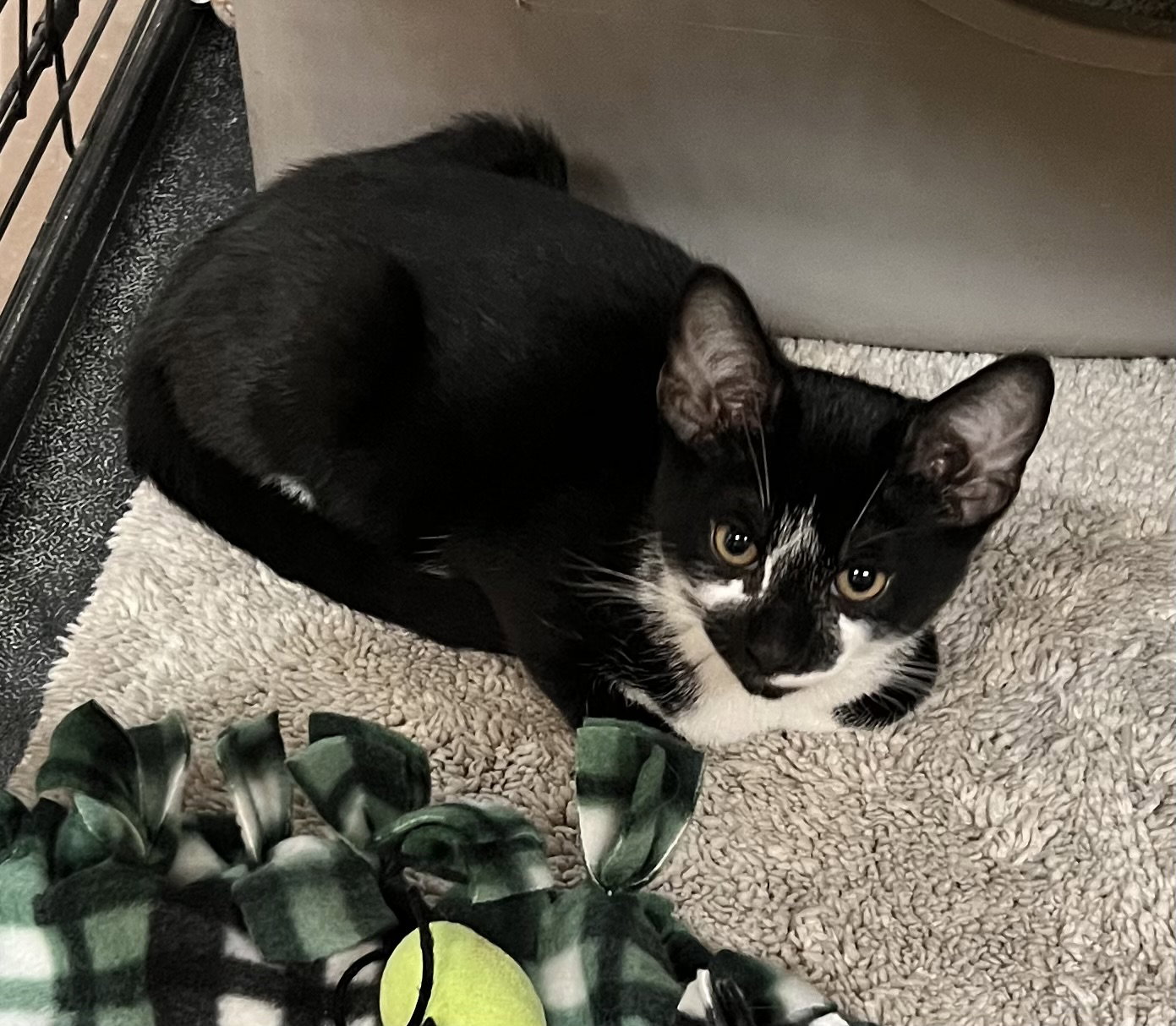 Mason, Domestic Short Hair