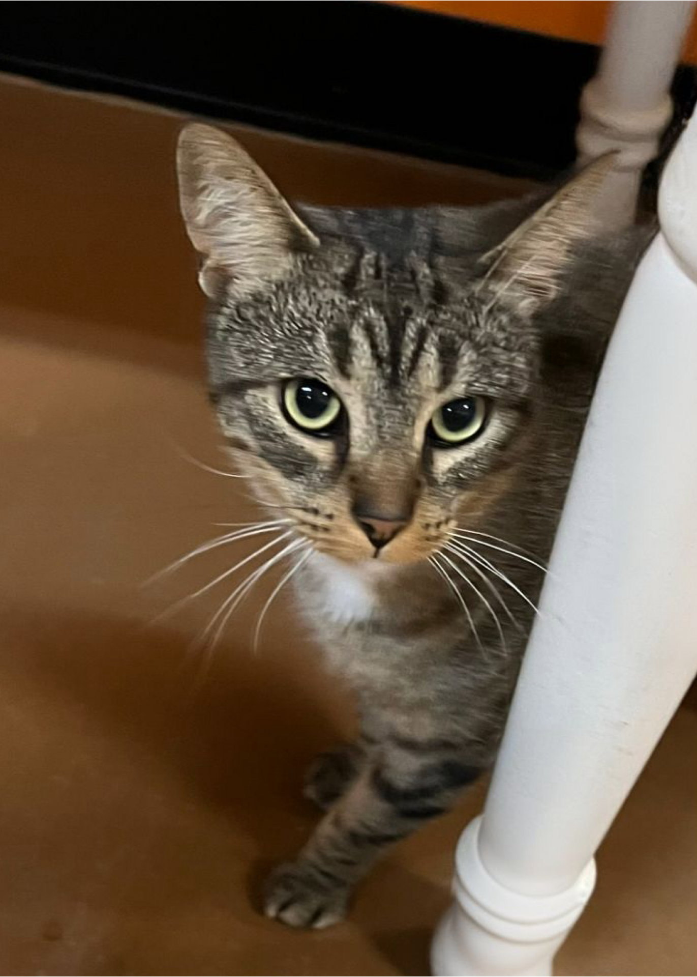 Preston, Domestic Short Hair