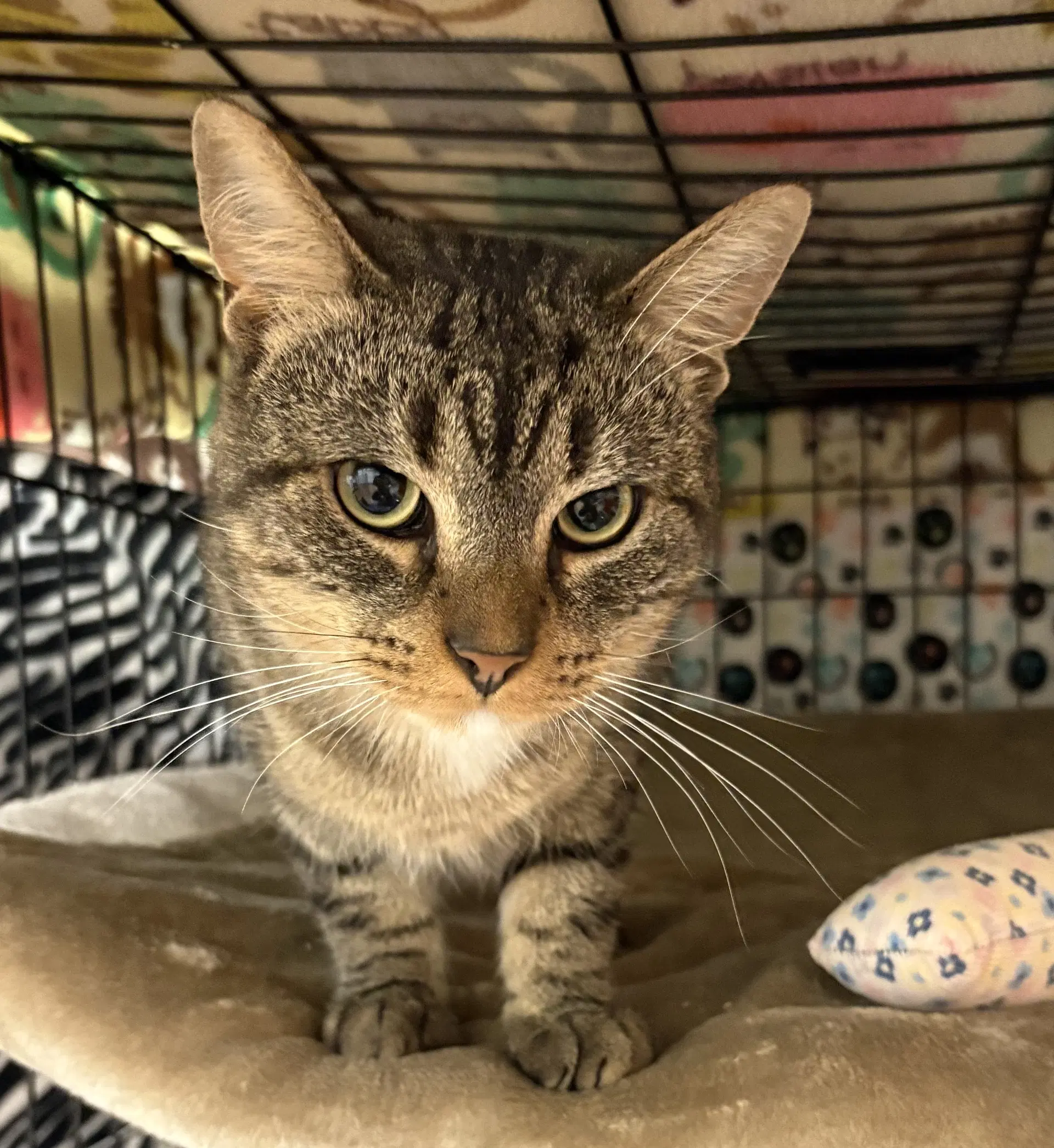Preston - Domestic Short Hair