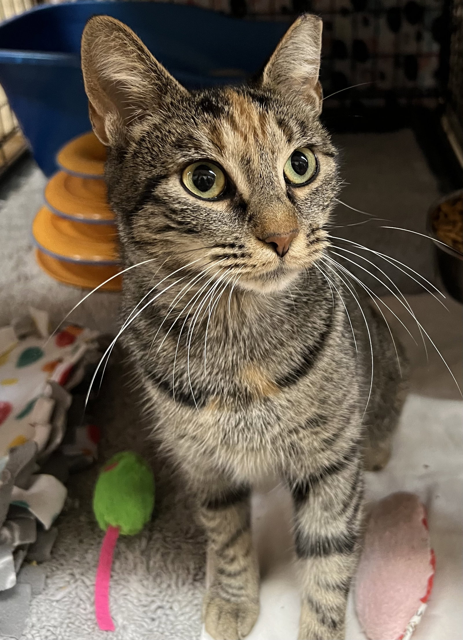 Ari, Domestic Short Hair