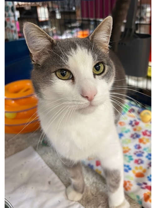 Owen, a cat for adoption from Friends for Felines, Inc. DBA Tabby Town