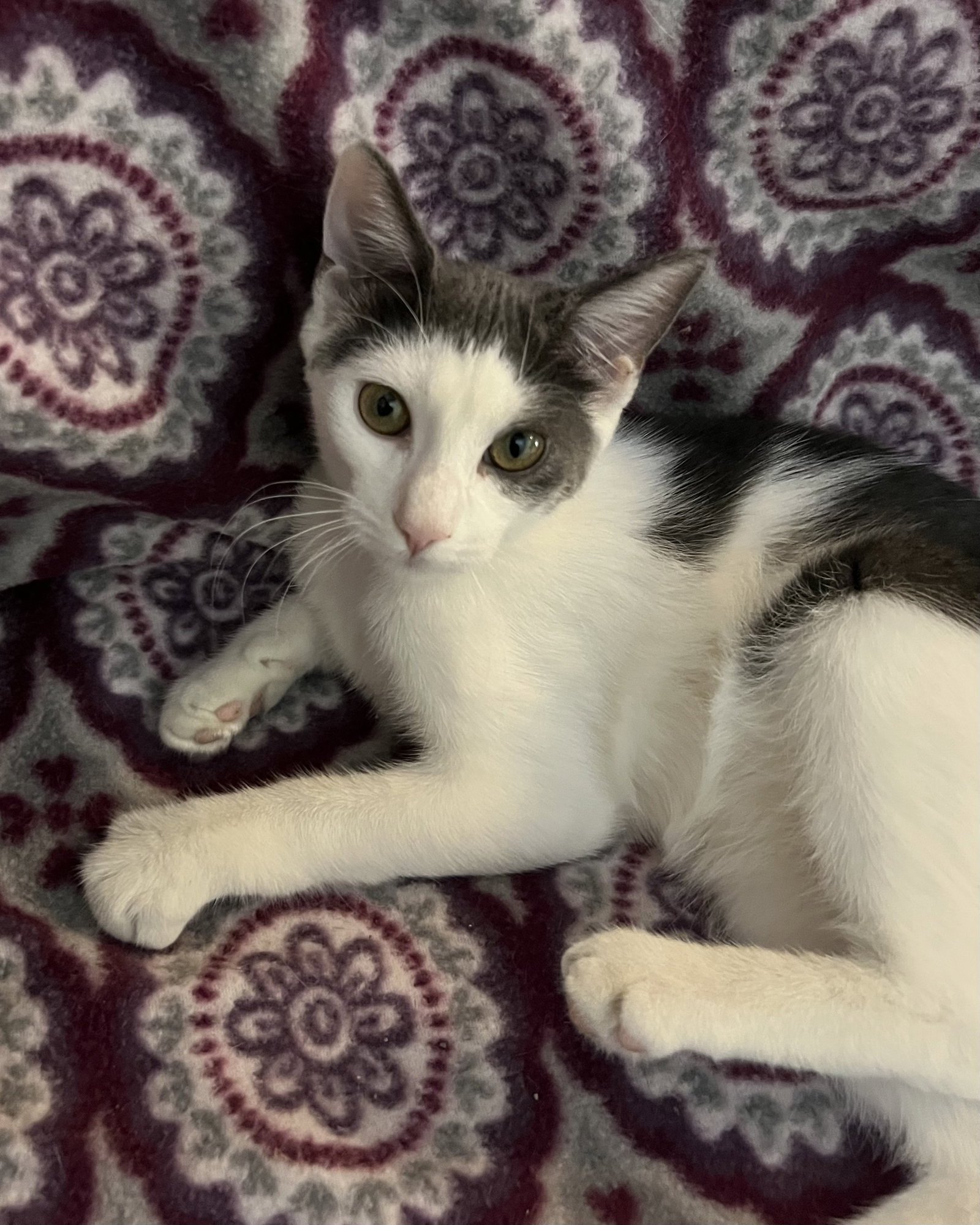 Tizzy, Domestic Short Hair