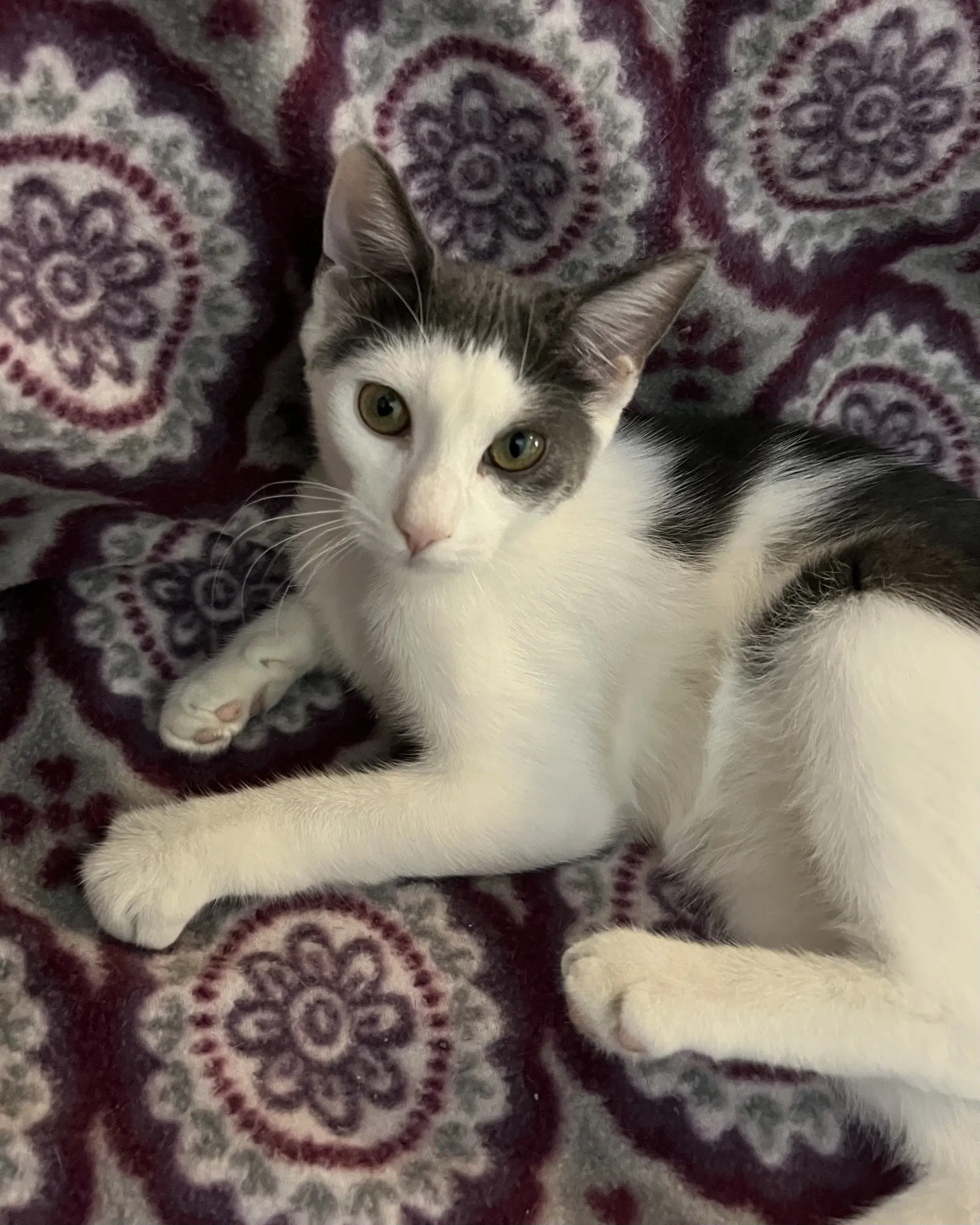 Tizzy - Domestic Short Hair