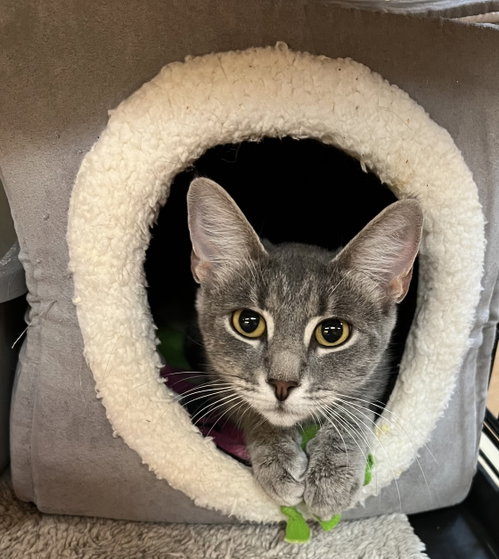 Maddy, a cat for adoption from Friends for Felines, Inc. DBA Tabby Town