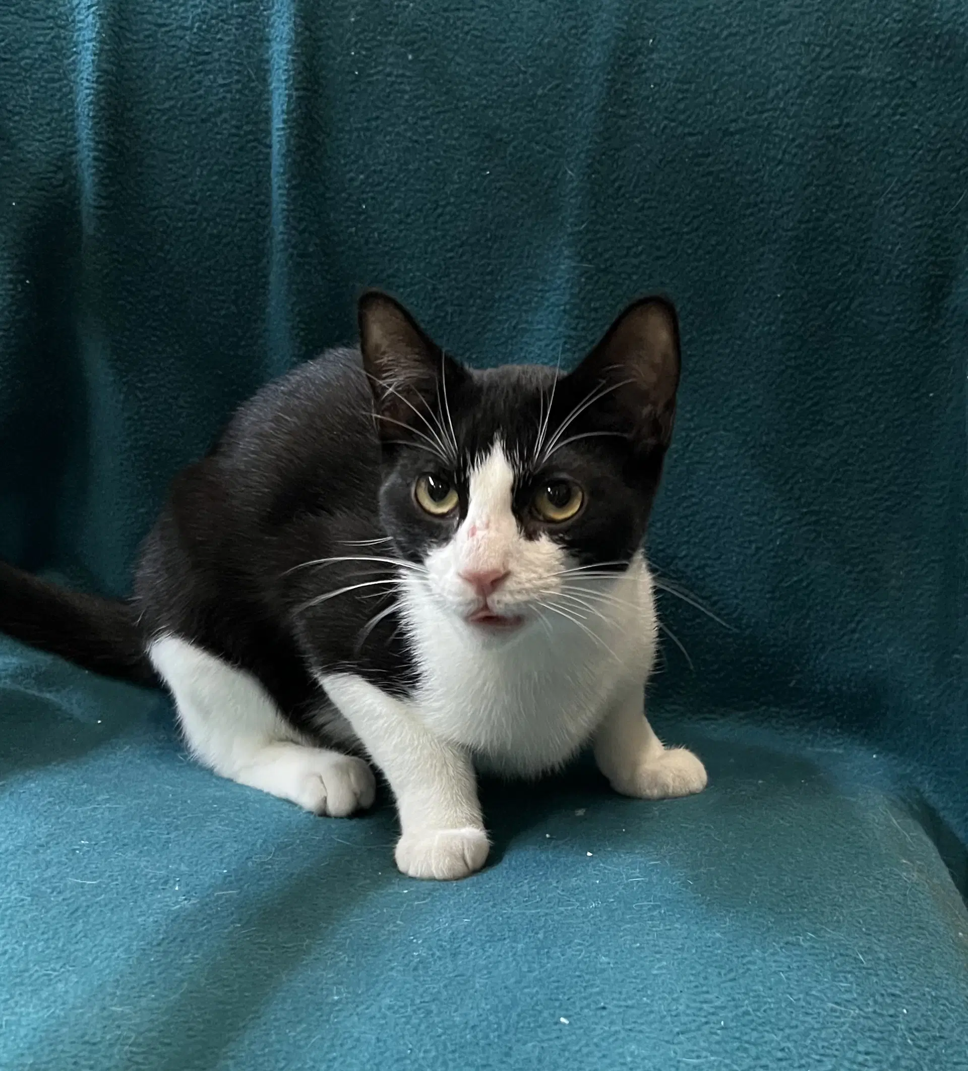 Loretta - Domestic Short Hair