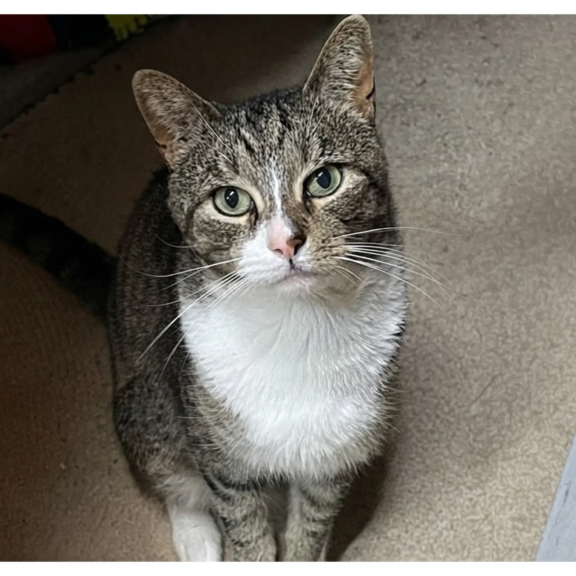 Lucas - Domestic Short Hair