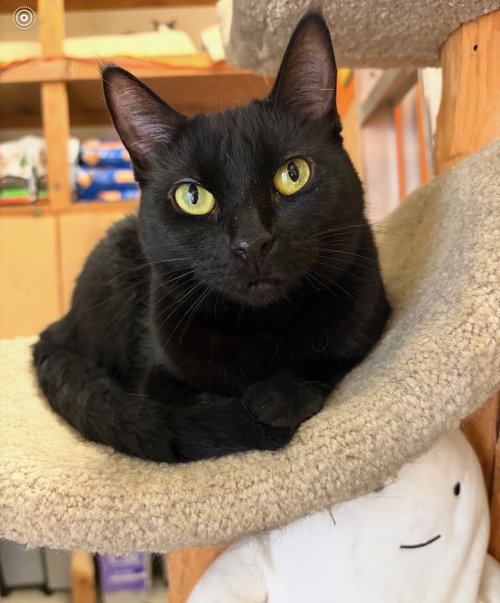 Black Beauty, a cat for adoption from Friends for Felines, Inc. DBA Tabby Town