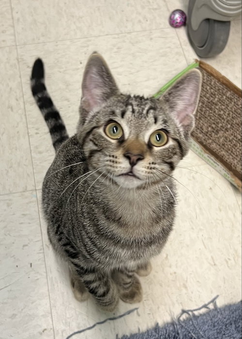 Ash, a cat for adoption from Friends for Felines, Inc. DBA Tabby Town