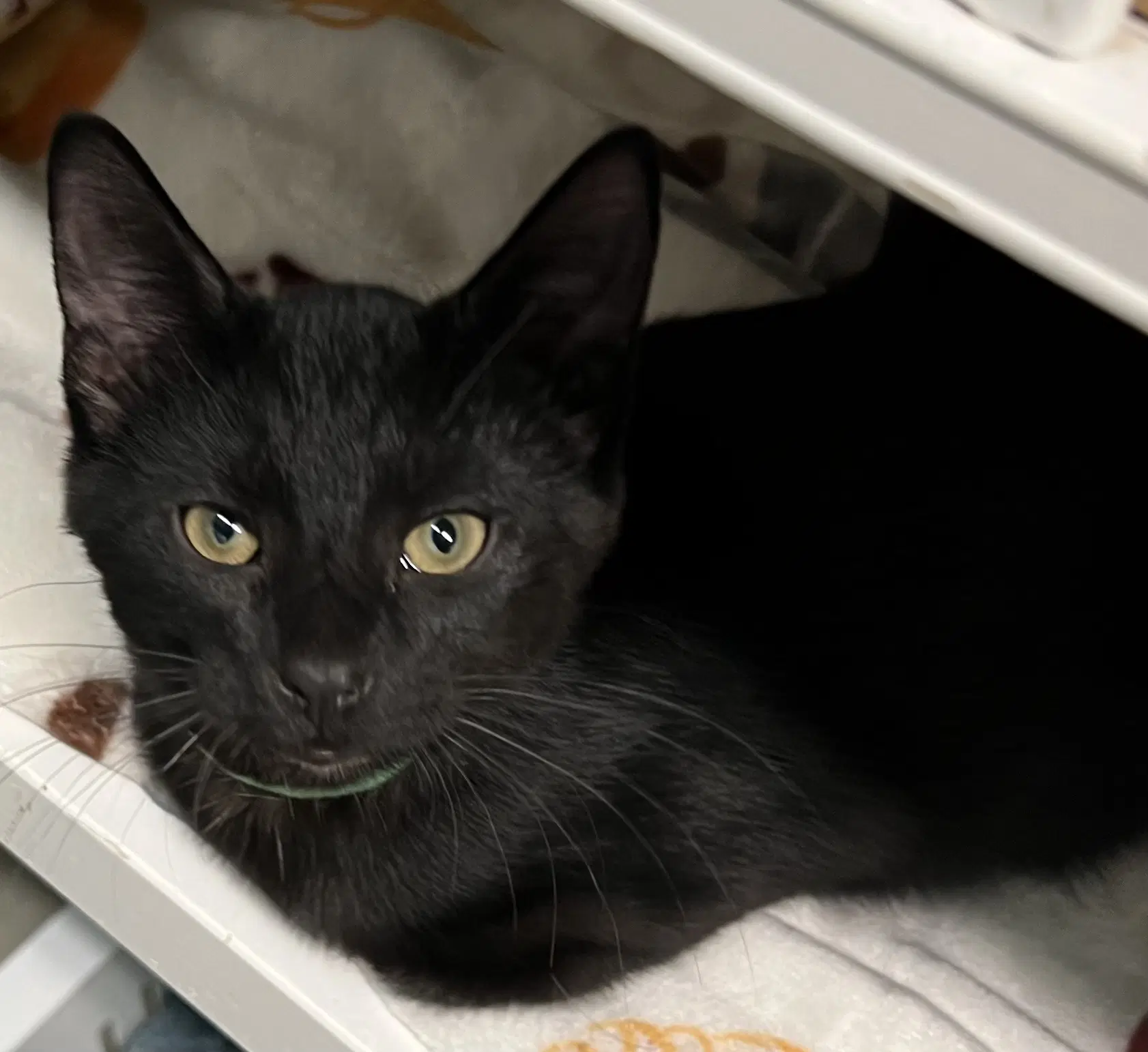 Smudge - Domestic Short Hair