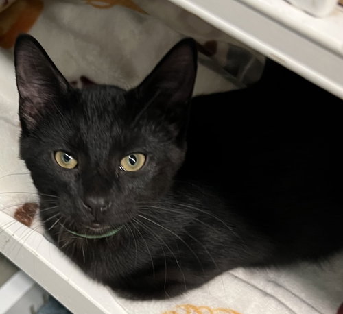 Smudge, a cat for adoption from Friends for Felines, Inc. DBA Tabby Town