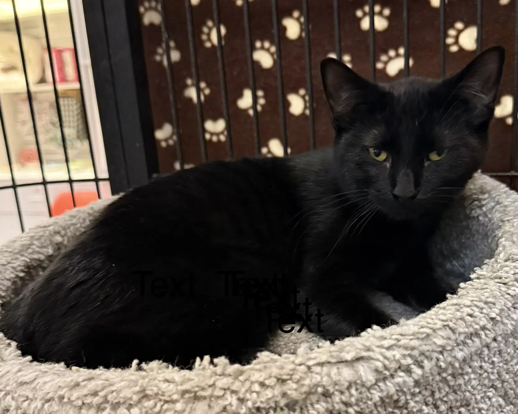 Gus - Domestic Short Hair