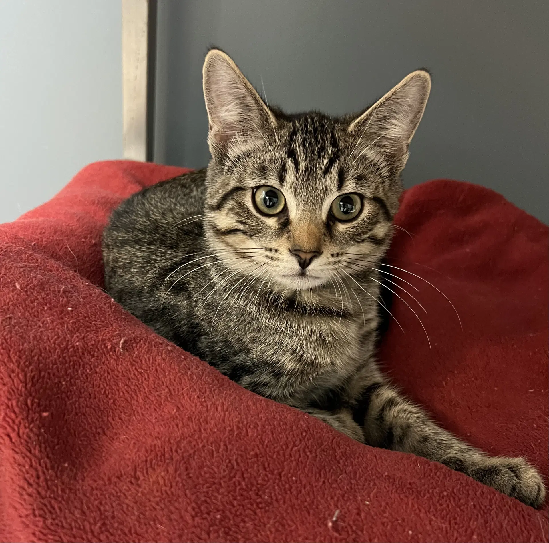 Flint - Domestic Short Hair