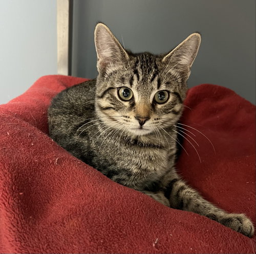 Flint, a cat for adoption from Friends for Felines, Inc. DBA Tabby Town