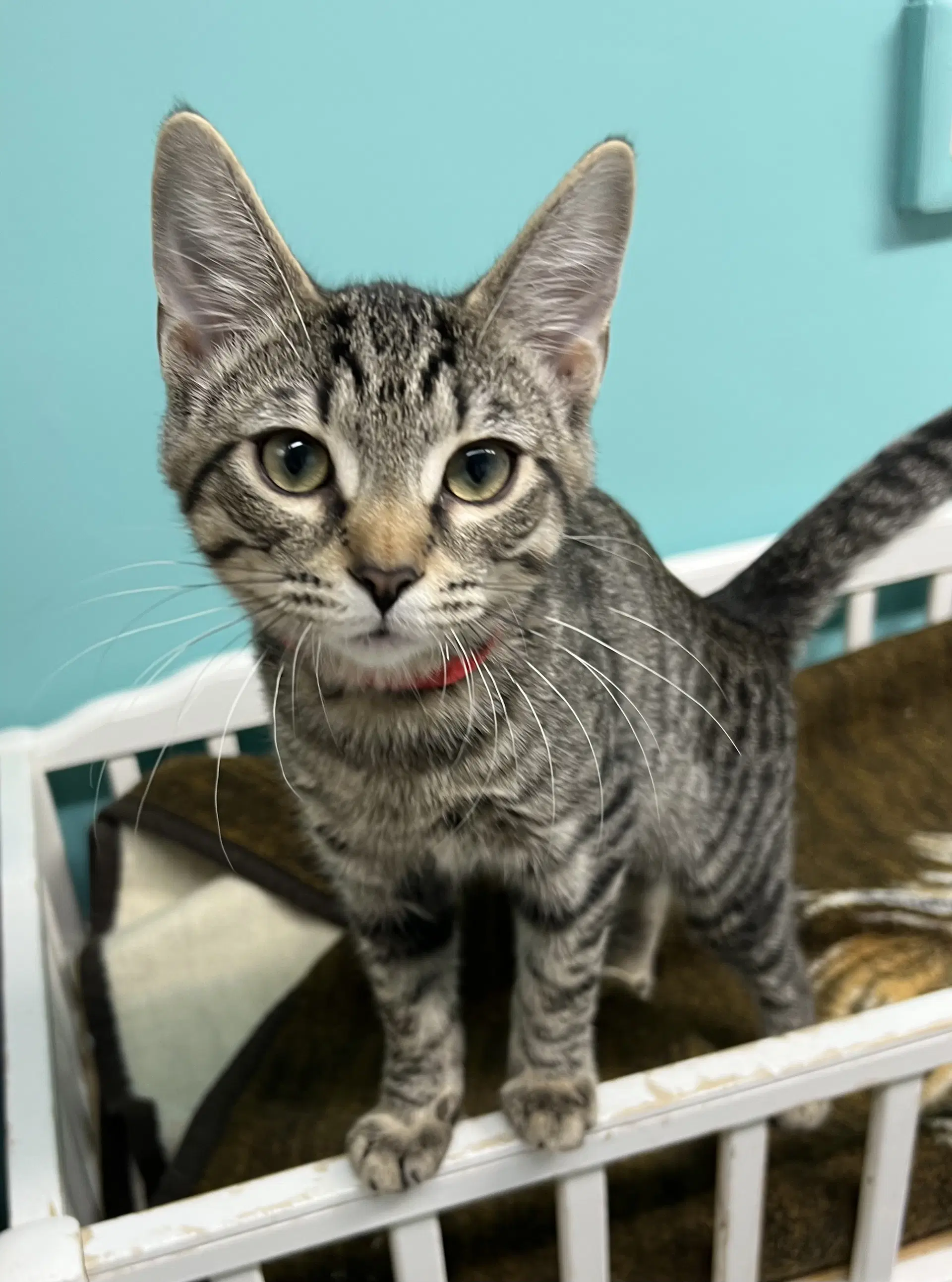 Earl Grey - Domestic Short Hair
