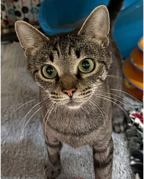 June, a cat for adoption from Friends for Felines, Inc. DBA Tabby Town