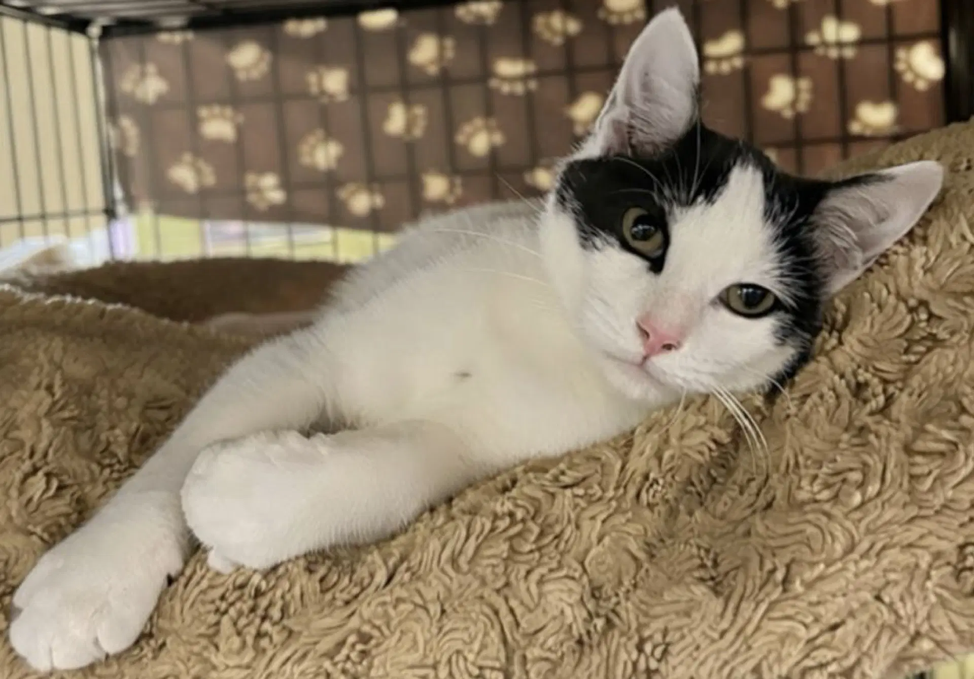 Moon - Domestic Short Hair