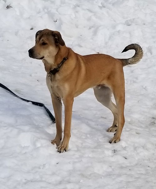 Simba in NH (available)