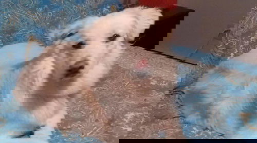 Lumi in Maine!!!