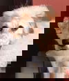 Axel