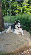 Axel (2)