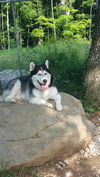 Axel (2)
