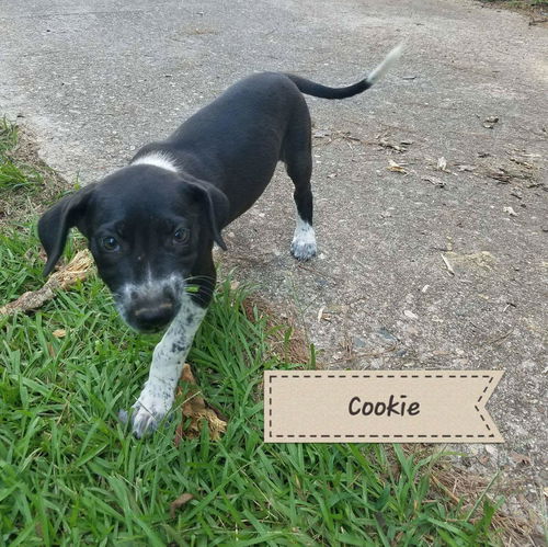 Cookie