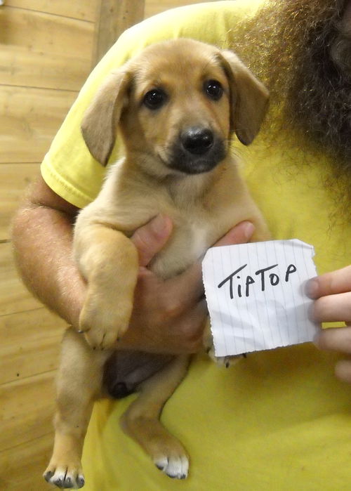 Tiptop