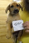 Tiptop