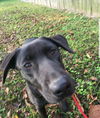 Charlee