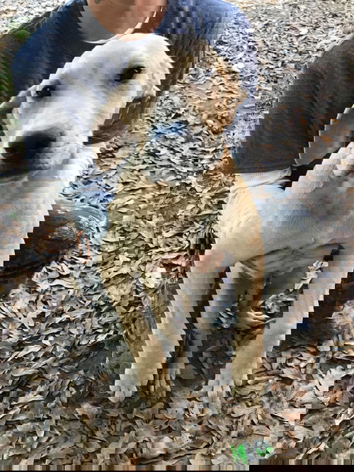 Bogan