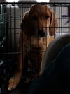 Brody