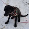 Susie in NH