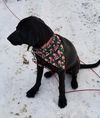 Susie in NH