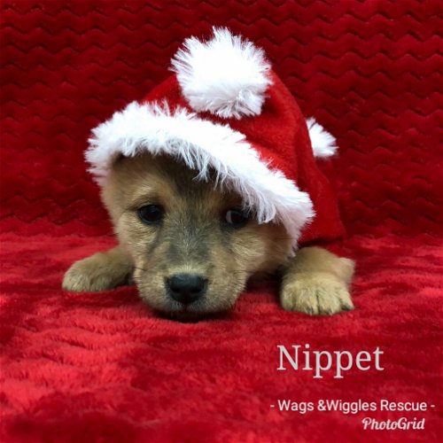 Nippet- adoption pending