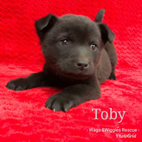 Toby - Adoption pending