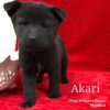 Akari