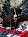 COPPER **partially sponsored adopt fee**