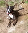COPPER **partially sponsored adopt fee**