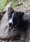 COPPER **partially sponsored adopt fee**
