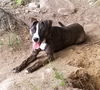 COPPER **partially sponsored adopt fee**