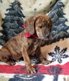 Kibbey -pending adoption