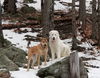 Simba in NH