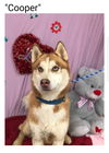 Cooper - adoption pending