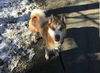 Cooper - adoption pending